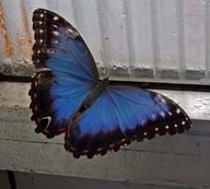 Fata Morgana Motýli